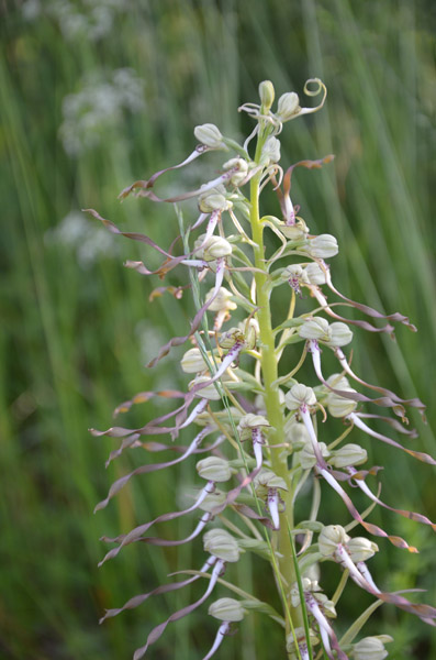 Orchideen 2013 – 2017