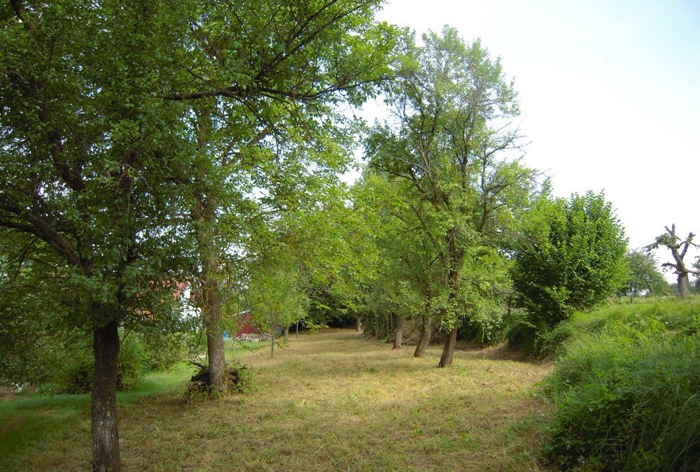 Obstgarten Berentzwiller