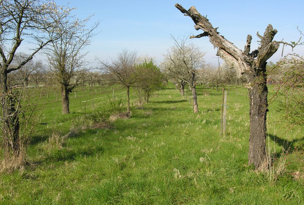 Obstgarten Sasbach