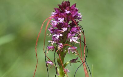 Orchideen im Bleniotal (Ti): „Valle delle orchidee“
