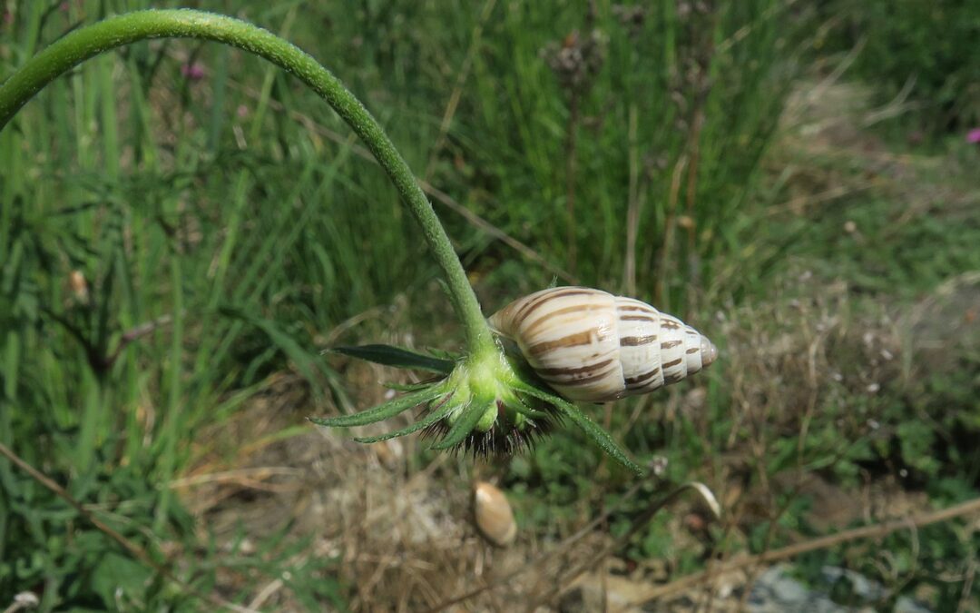 Entbuschen und Nachpflege in Zell (LU) zugunsten der Zebraschnecke