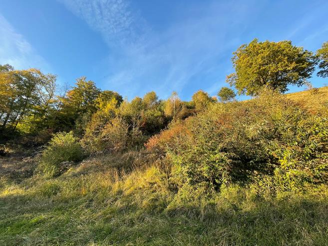 Die Fläche im Herbst 2021 vor dem ersten Eingriff.