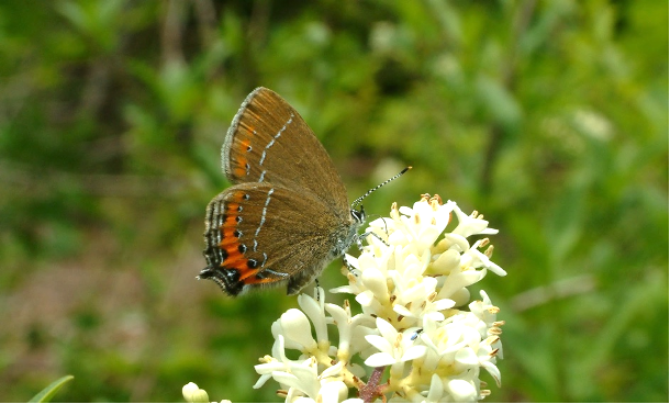 Pflaumenzipfelfalter (Foto M.Plattner)
