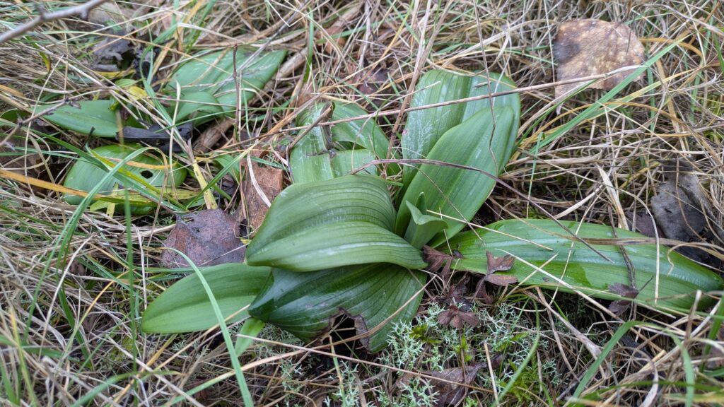 Rosetten der Bocksriemenzunge.