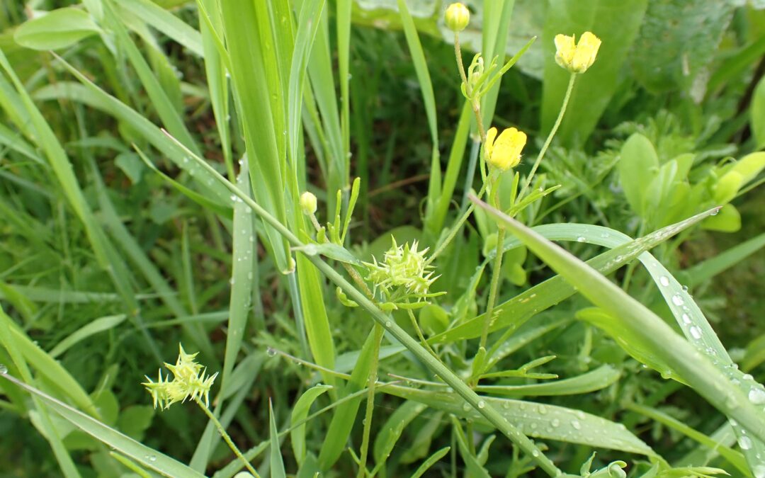 Erfolgreiche Ackerflora-Meisterschaft