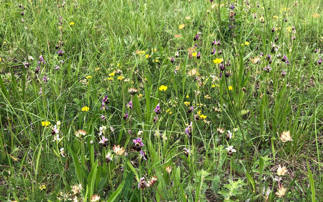 Erfolgreich beendete Projektphase im Elsass