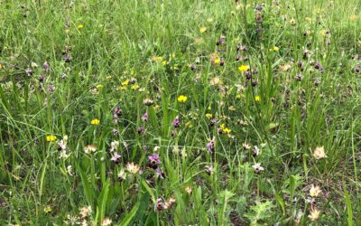 Erfolgreich beendete Projektphase im Elsass